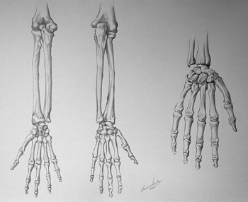 Bones of the Body - Video Lesson in Drawing Academy Course | Drawing