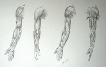 Muscles of an Arm - Video Lesson by Drawing Academy | Drawing Academy