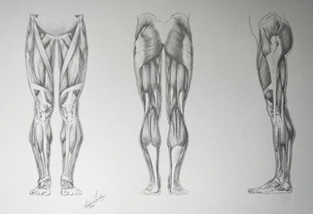 Muscles of the Leg - Drawing Academy Video Lesson