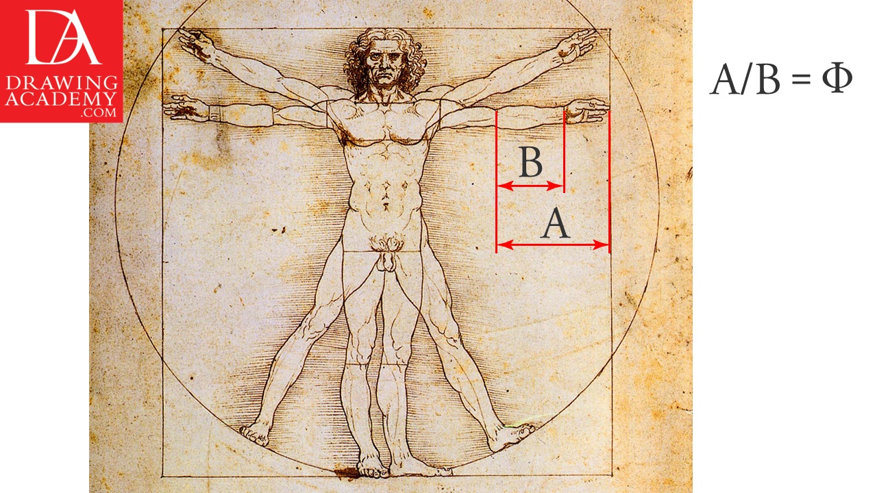 Golden Section Ratio Video Lesson by Drawing Academy Drawing Academy