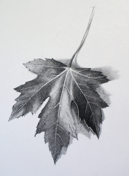 How to Draw a Leaf - Video Lesson by Drawing Academy | Drawing Academy