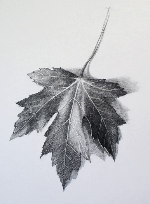 How To Draw A Leaf Video Lesson By Drawing Academy Drawing Academy