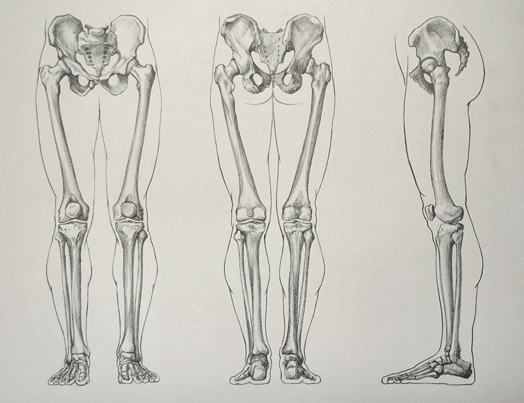 Leg Bones 16 5 by Drawing Academy