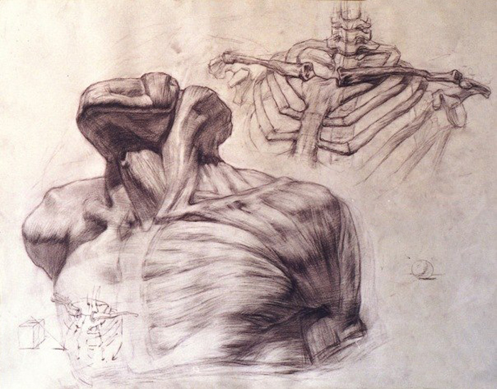 Anatomy and Perspective in Drawing