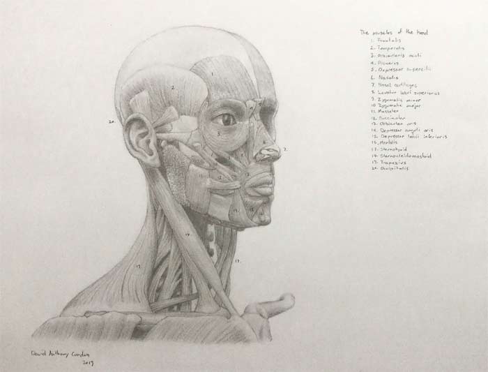 Anatomical studies by David Anthony, Drawing Academy student