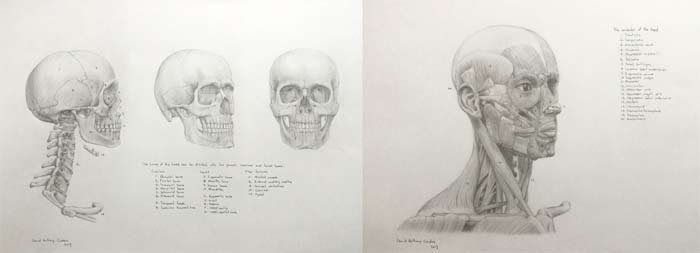 Anatomical studies by David Anthony, Drawing Academy student