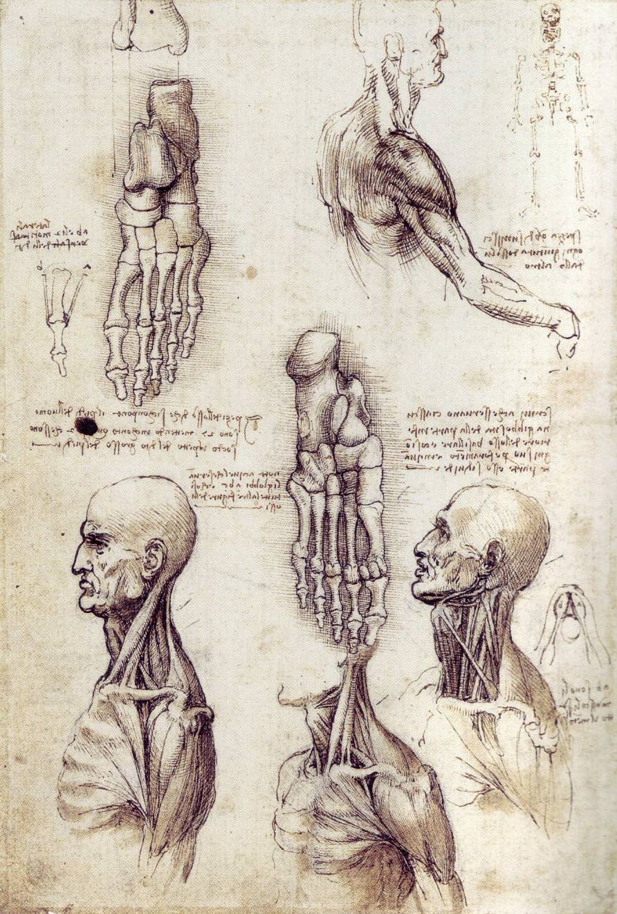 Anatomical Drawings By Leonardo Da Vinci At Keith Joseph Blog Anatomical Drawings By Leonardo Da Vinci At Keith Joseph Blog