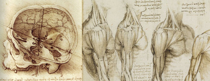 leonardo-da-vinci-anatomy-drawings