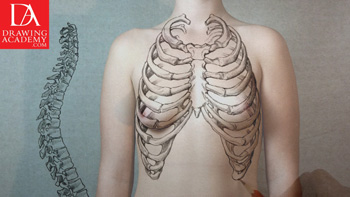 Bones in the Human Body