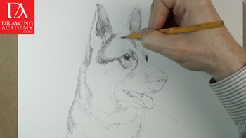 Drawing a Dog