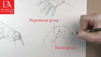 Drawing a Hand