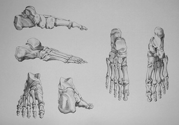 Foot Bones - Drawing Academy Video Lesson