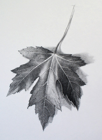 How to Draw a Leaf - Drawing Academy Video Lesson
