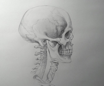 How to Draw a Skull - Drawing Academy Video Lesson