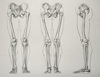 Leg Bones - Drawing Academy Video Lesson