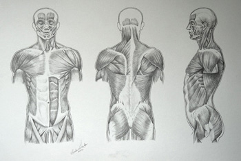 Muscles in Human Body - Drawing Academy Video Lesson