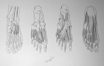 Muscles of a Foot - Drawing Academy Video Lesson