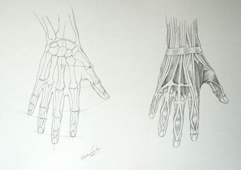 Muscles of an Arm Drawing