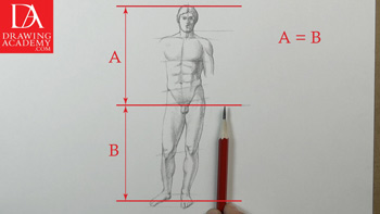Proportion of the Human Body