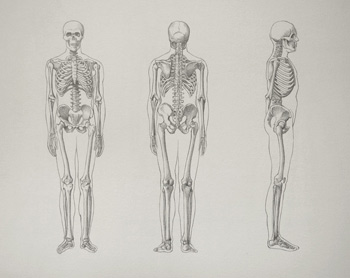Skeleton Bones - Drawing Academy Video Lesson