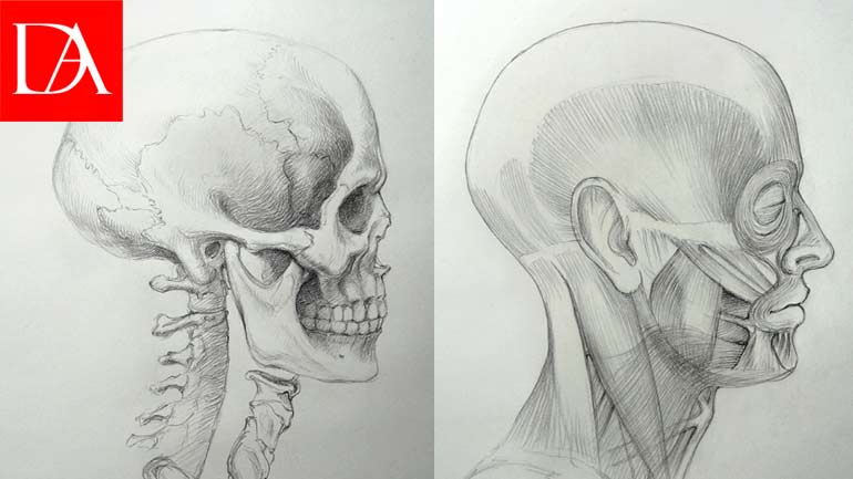 Anatomy of the Skull