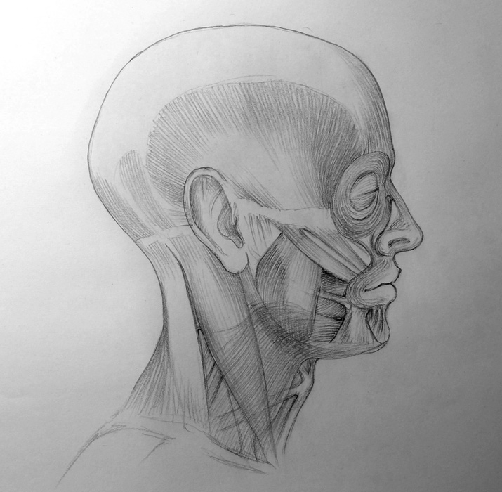 Human Head Anatomy Drawing by CSA Images - Pixels