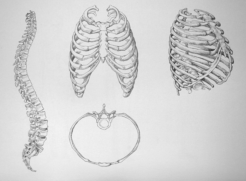 human spine drawing