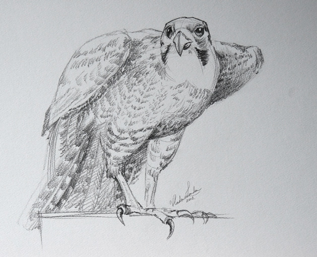 how to draw a hawk step by step