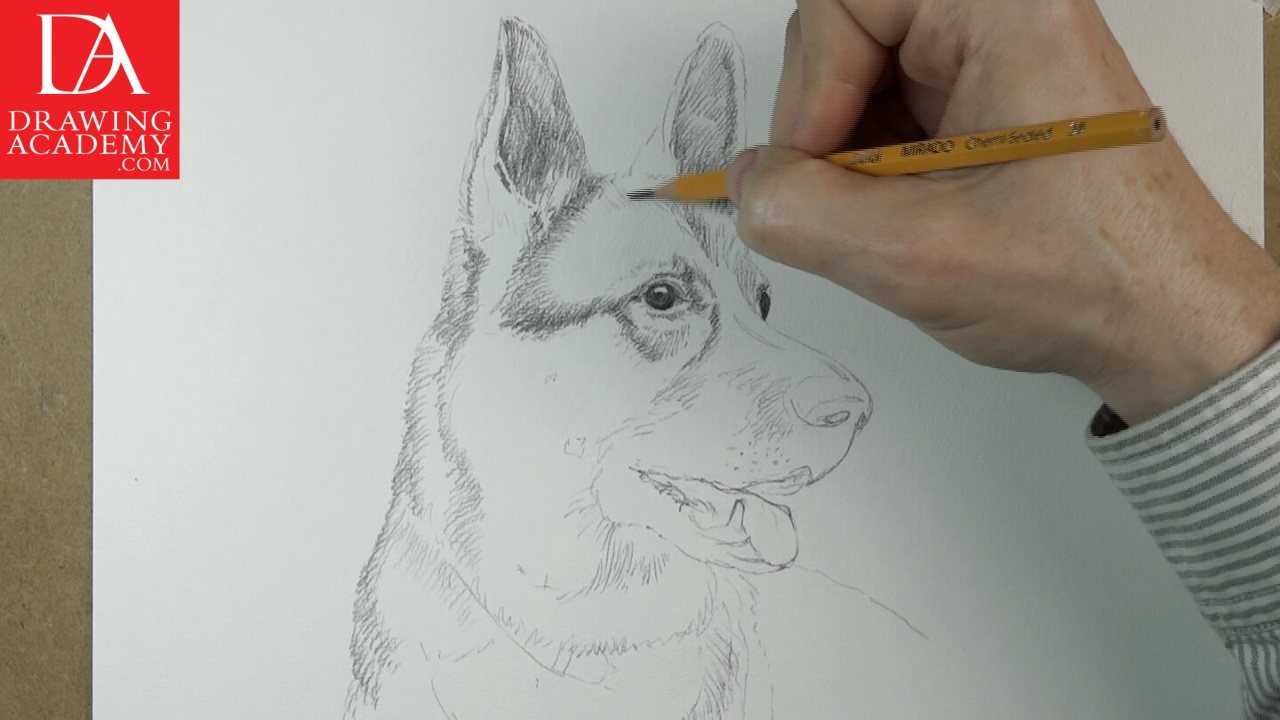 Drawing Animals in Graphite - Middle School Art - High School Visual Art  Lesson | Inside Out Art Teacher