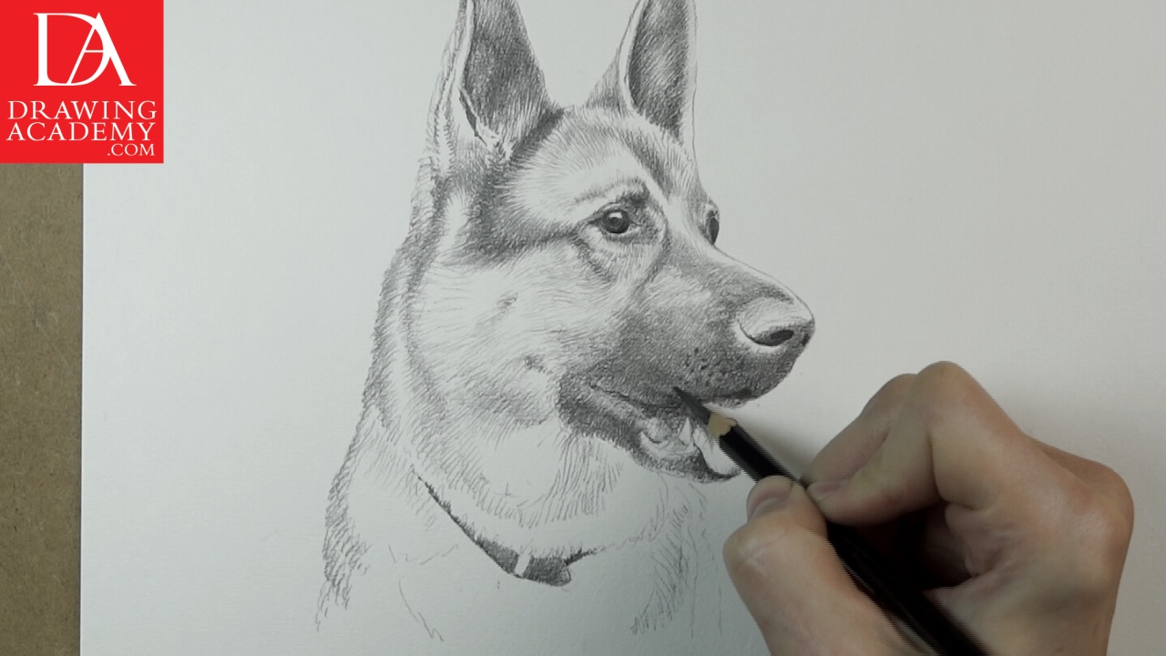 How to Draw Dogs - Video Lesson by Drawing Academy | Drawing Academy