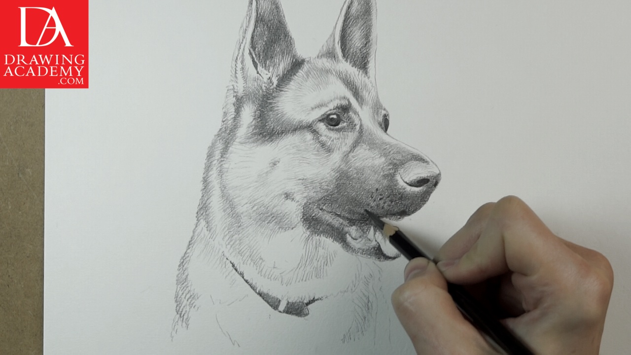 easy to draw realistic dogs