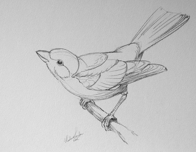 Fifth Grade: Realistic Bird Drawing - SWITZER ELEMENTARY ART GALLERY