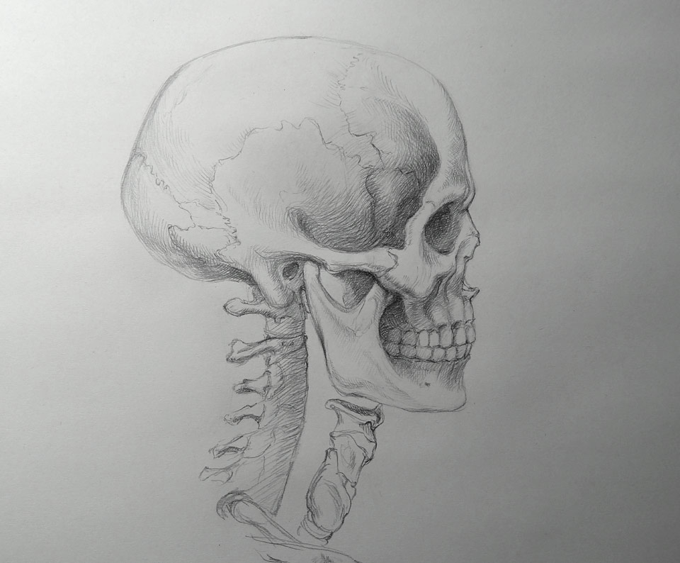 human skull profile sketch