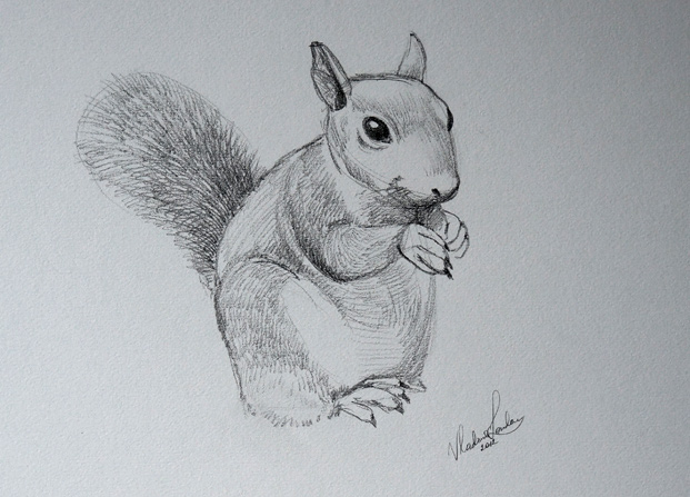 Cute Squirrel Stock Illustration - Download Image Now - Squirrel, Drawing -  Art Product, White Background - iStock