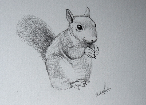 eastern gray squirrel drawing