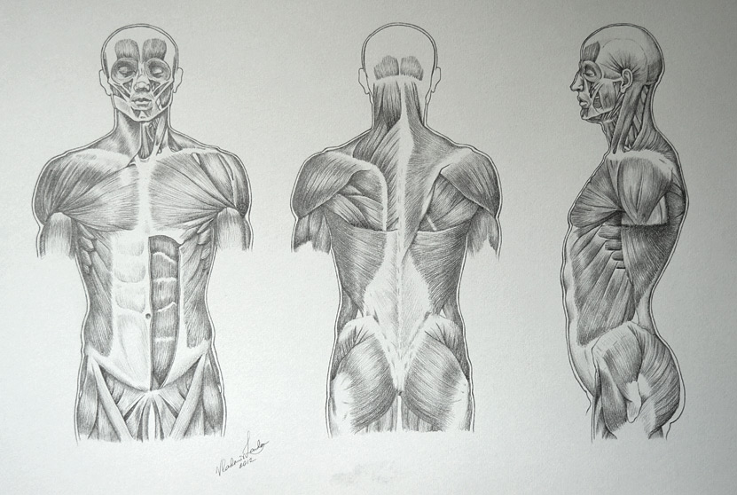 How to Draw Muscles  Learn How to Create Your Own Muscle Sketch