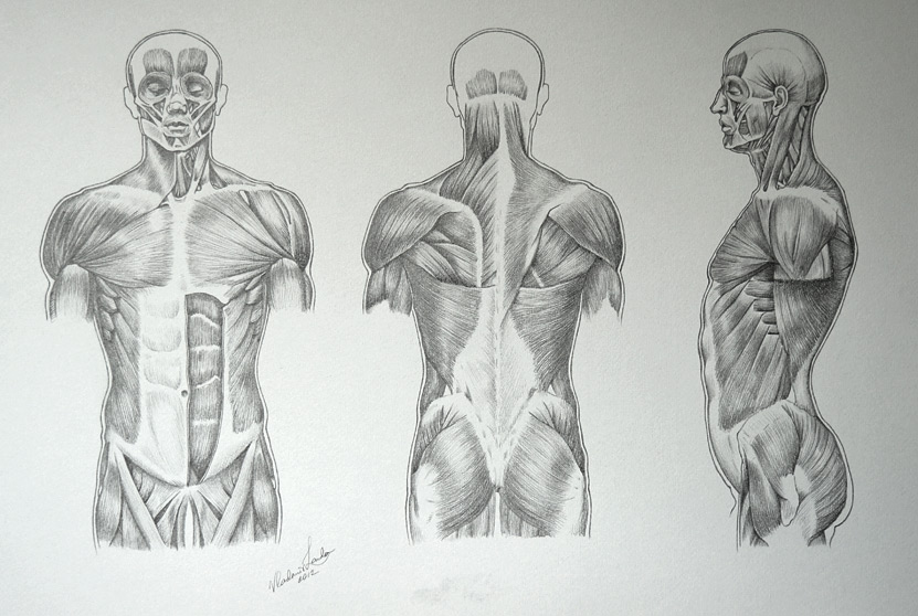 muscles of the body drawing