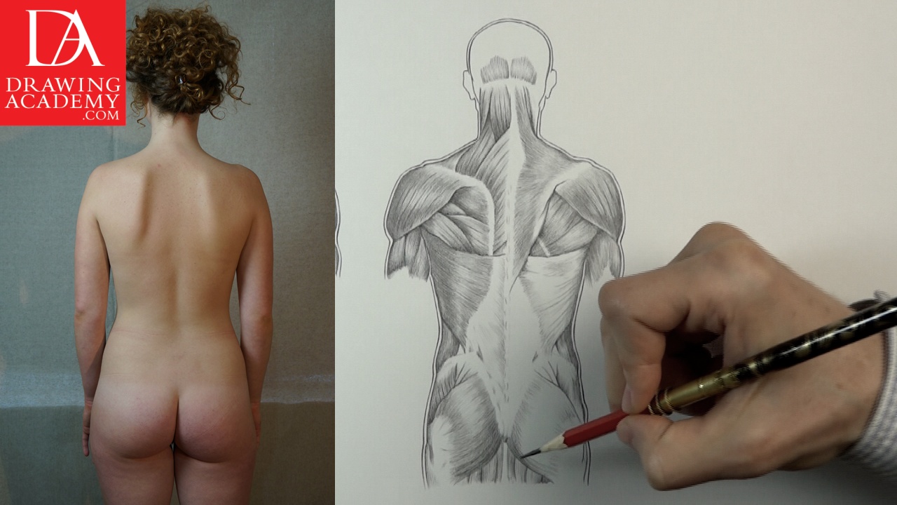 How to Draw a Female Body - Realistic Female Life Drawing