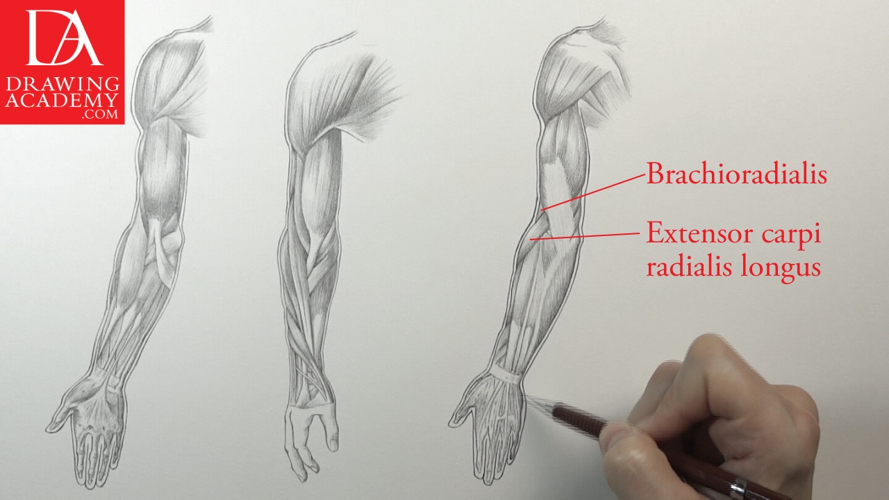 arm muscles drawing