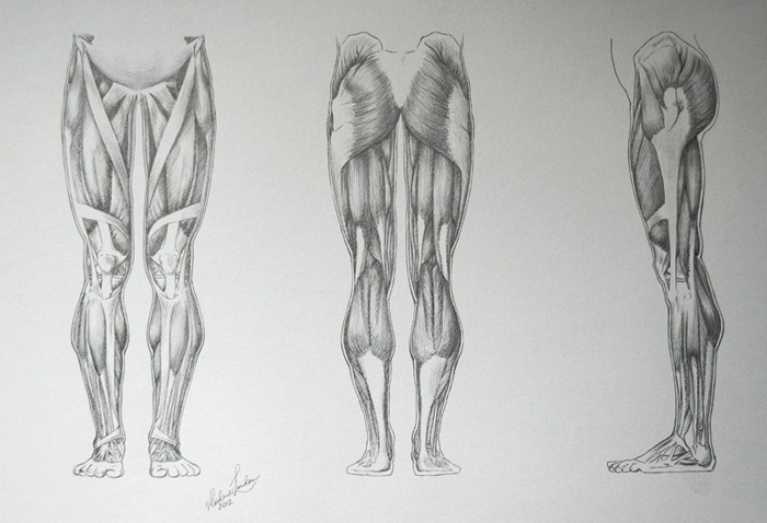 Leg Muscles | Overview, Anatomy & Functions - Video & Lesson Transcript |  Study.com