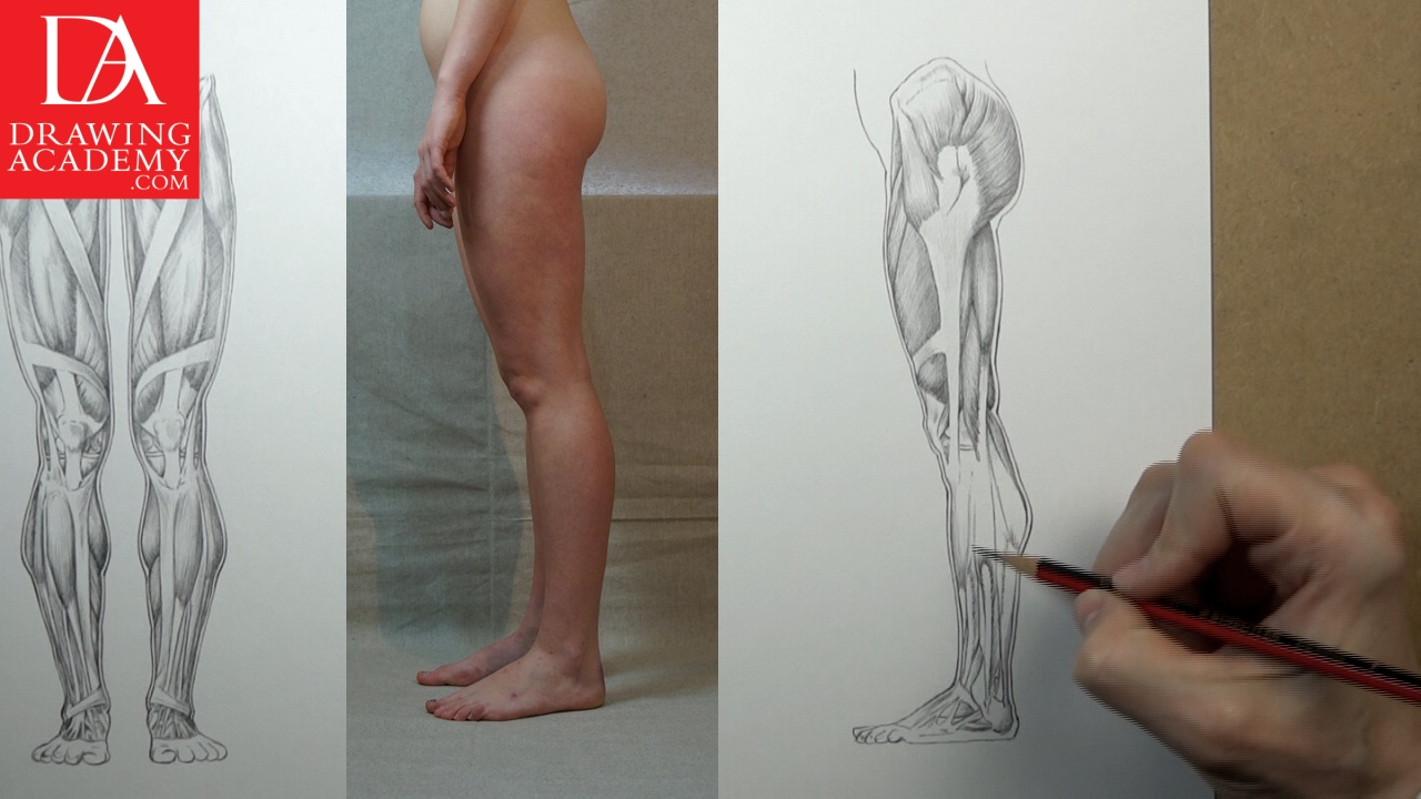 1890 Original Antique Anatomical Print Leg Muscles & Bones - Etsy Israel