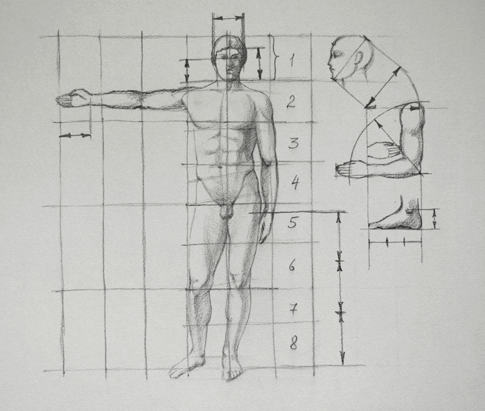 8 частей человека. Пропорции тела человека Академический рисунок. Пропорции тела человека Баммес. Рыжкин пропорции тела человека анатомия. HS;rbyфигура человека пропорции.