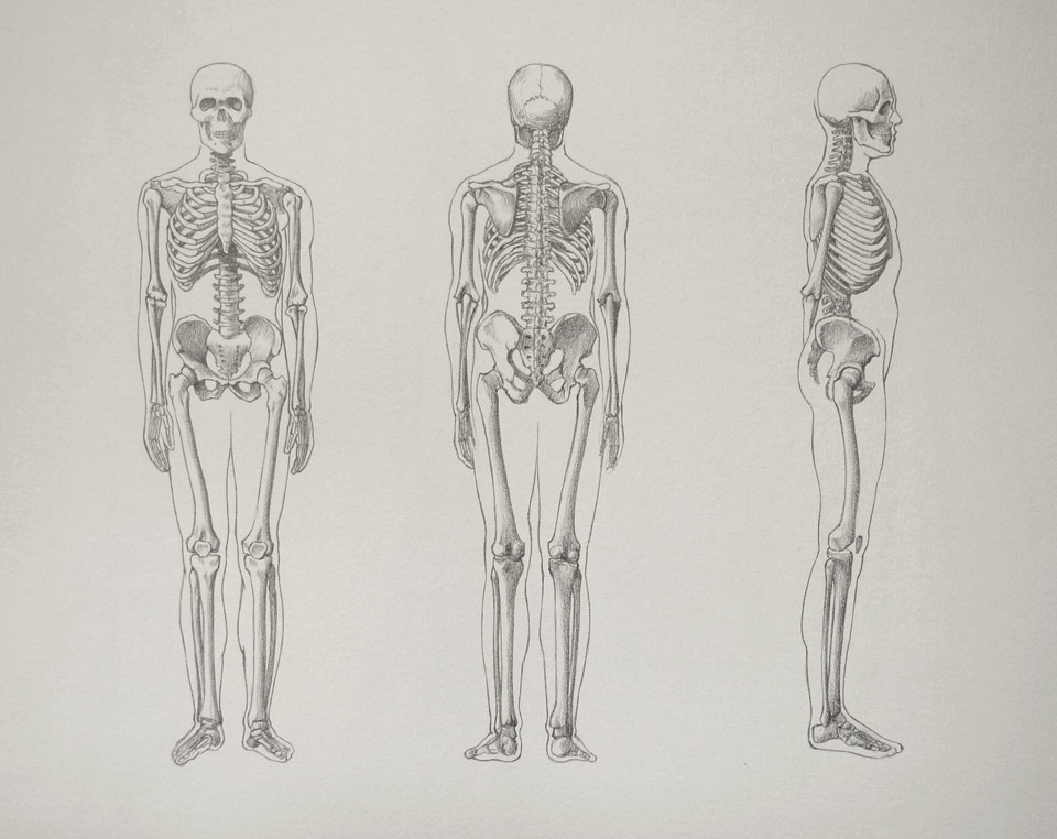 Skeleton Bones Video Lesson Presented In The Drawing Academy Course