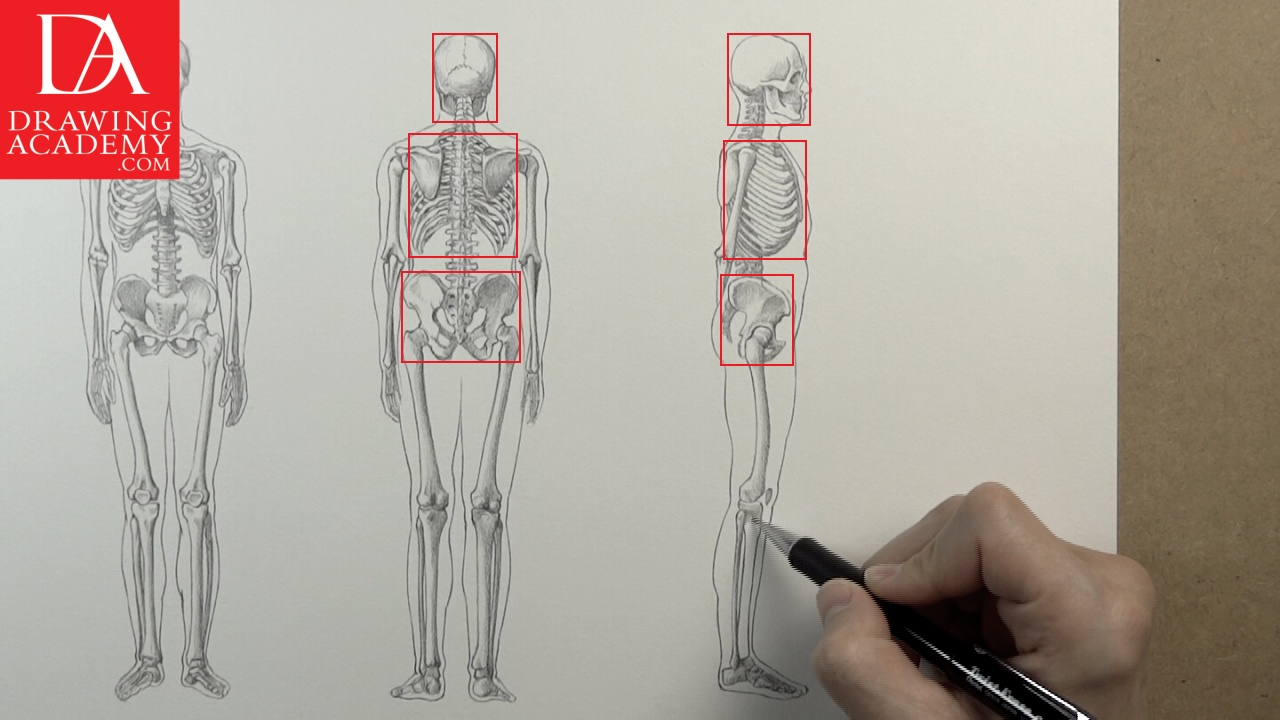 human skeleton anatomy drawing