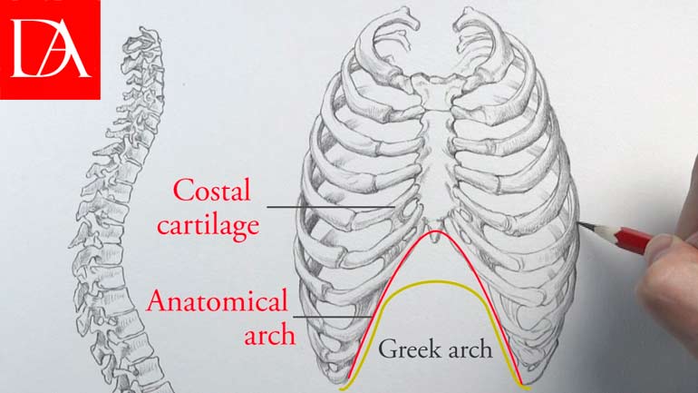 Bones in the Human Body