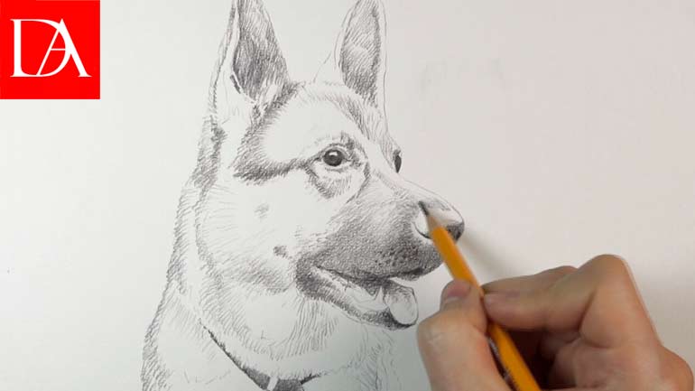 Drawing a Dog