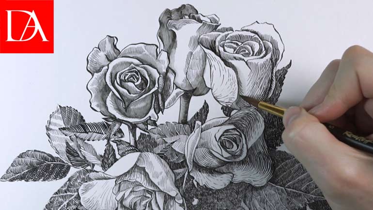 Drawing a Rose