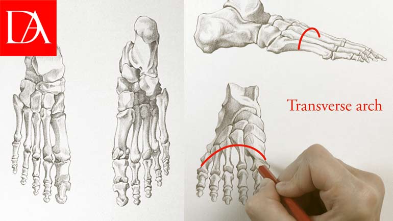 Foot Bones - Human anatomy for fine artists