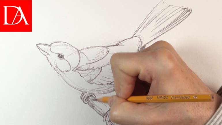 How to Draw a Bird