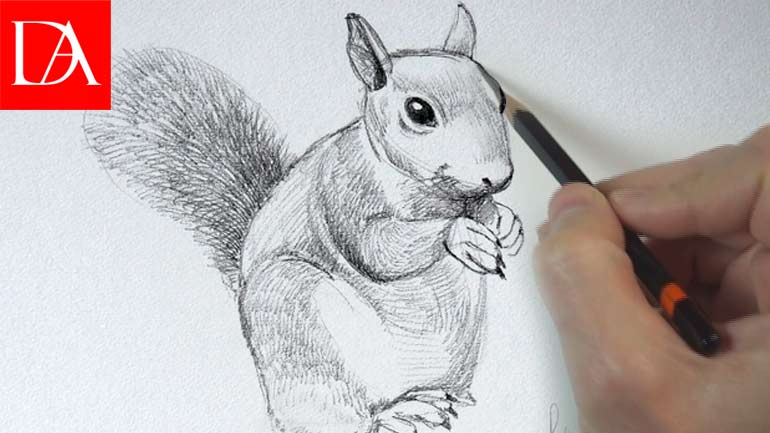 How to Draw an Animal - Squirrel